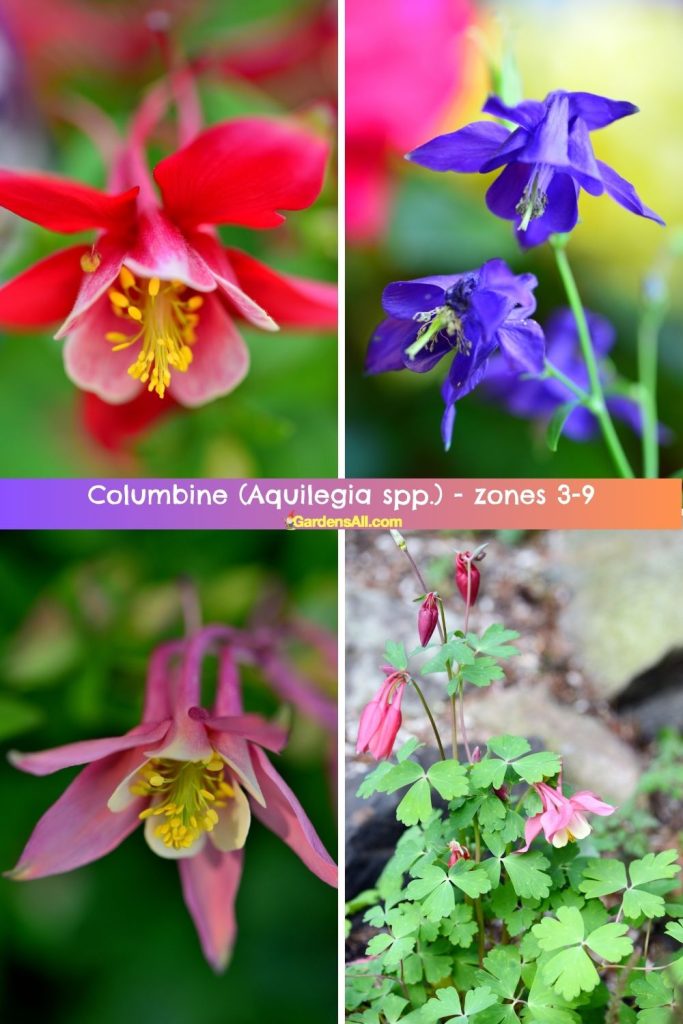 Columbine (Aquilegia spp.) zones 3-9