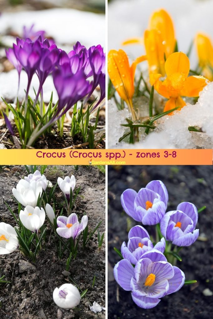 Crocus (Crocus spp.) for zones 3-8
