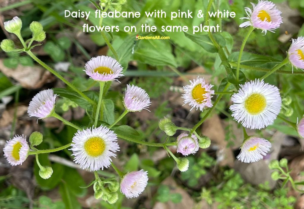 We were delighted to see both pink and white daisy fleabane blossoms on the same plants! Image by GardensAll.com