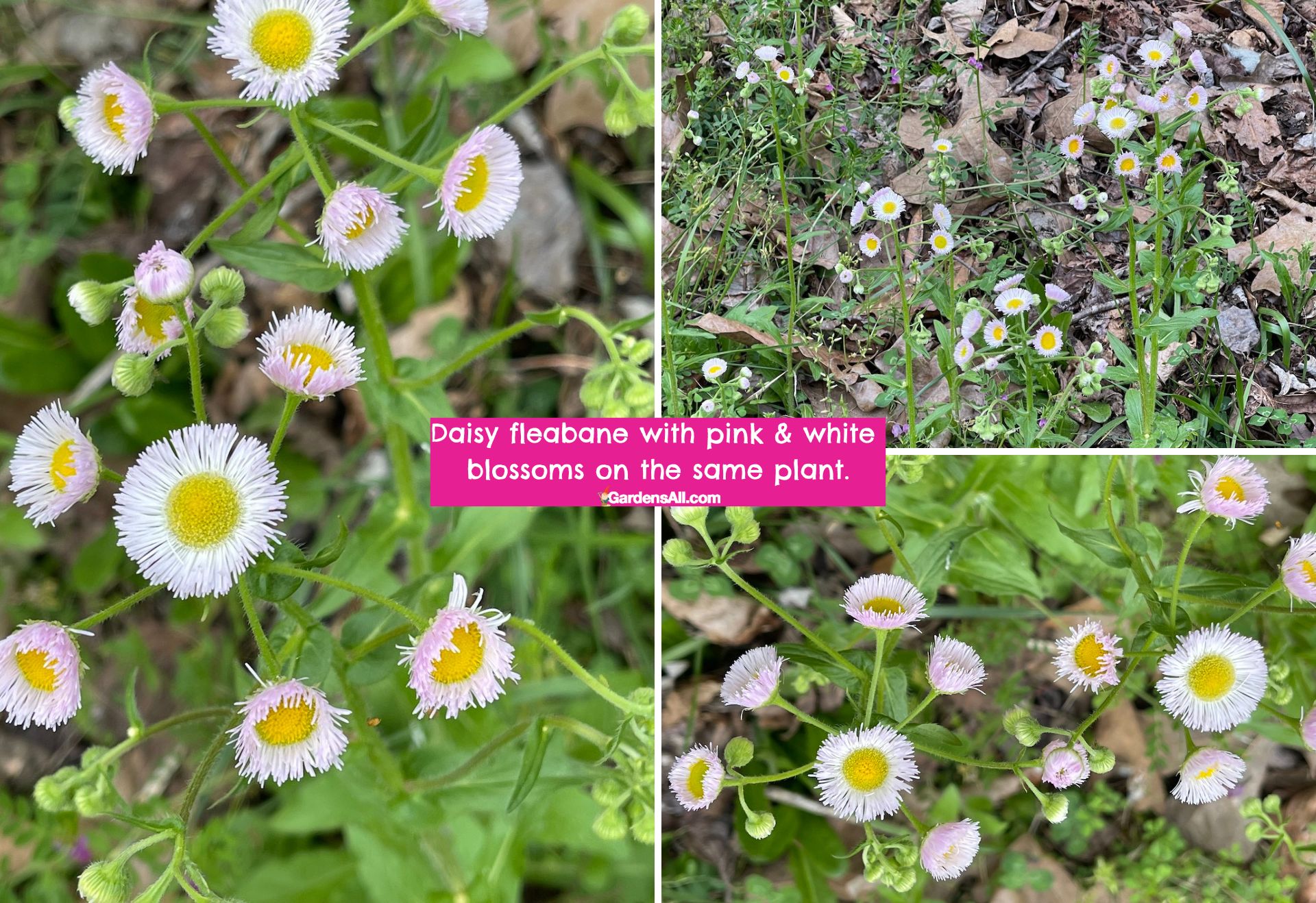 Daisy Fleabane Wildflower is an Edible & Beneficial Plant to Know GardensAll