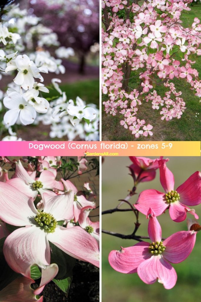 Dogwood (Cornus florida) - zones 5-9