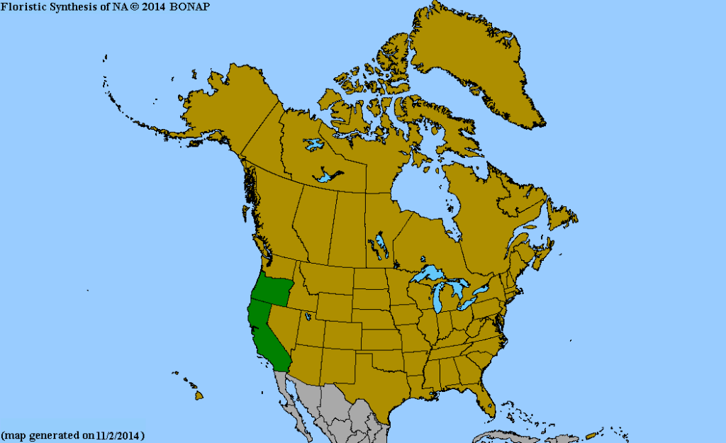 Wild lettuce - Coast Lettuce (Dudleya farinosa), is a succulent that grows in the green areas of this map.