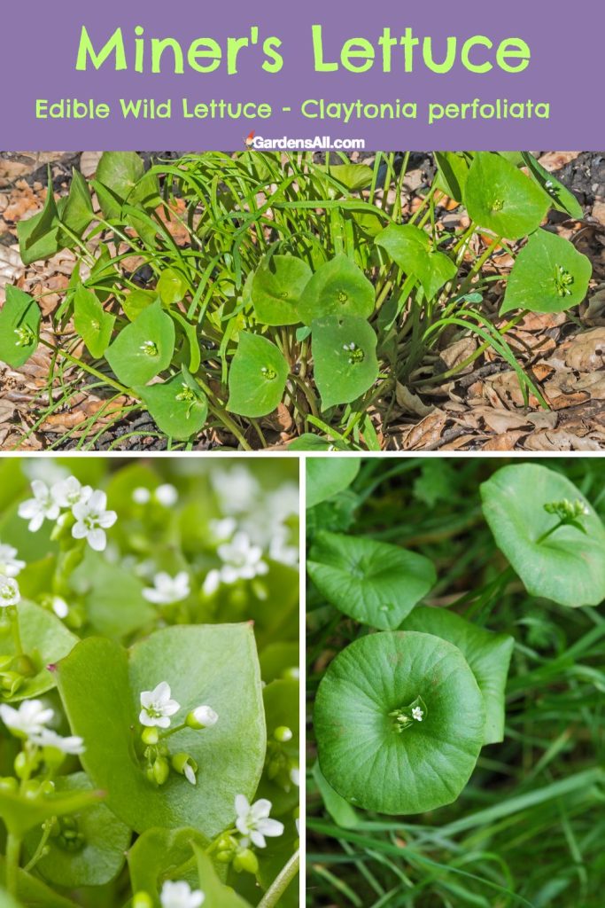 Edible Wild Lettuce - Miner's Lettuce (Claytonia perfoliata)