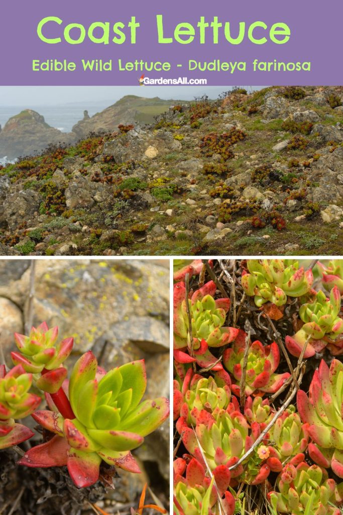 Edible Wild Lettuce - Dudleya farinosa