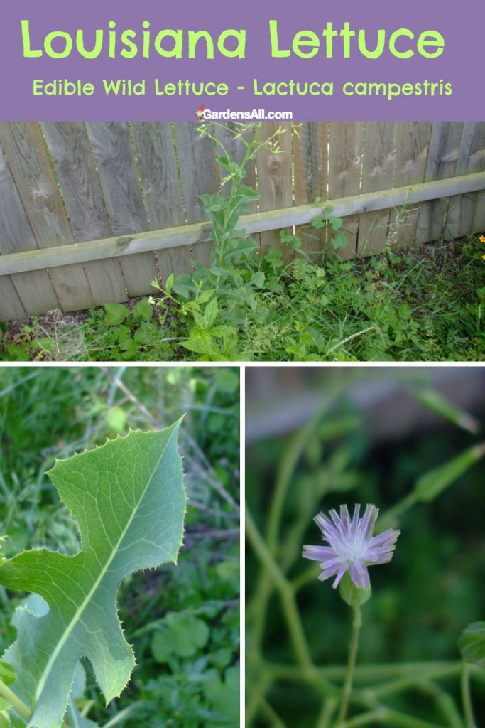 Wild lettuce - Louisiana Lettuce, (Lactuca ludoviciana, AKA Lactuca campestris)
