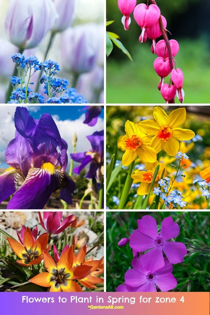 Flowers to Plant in Spring ok for zone 4