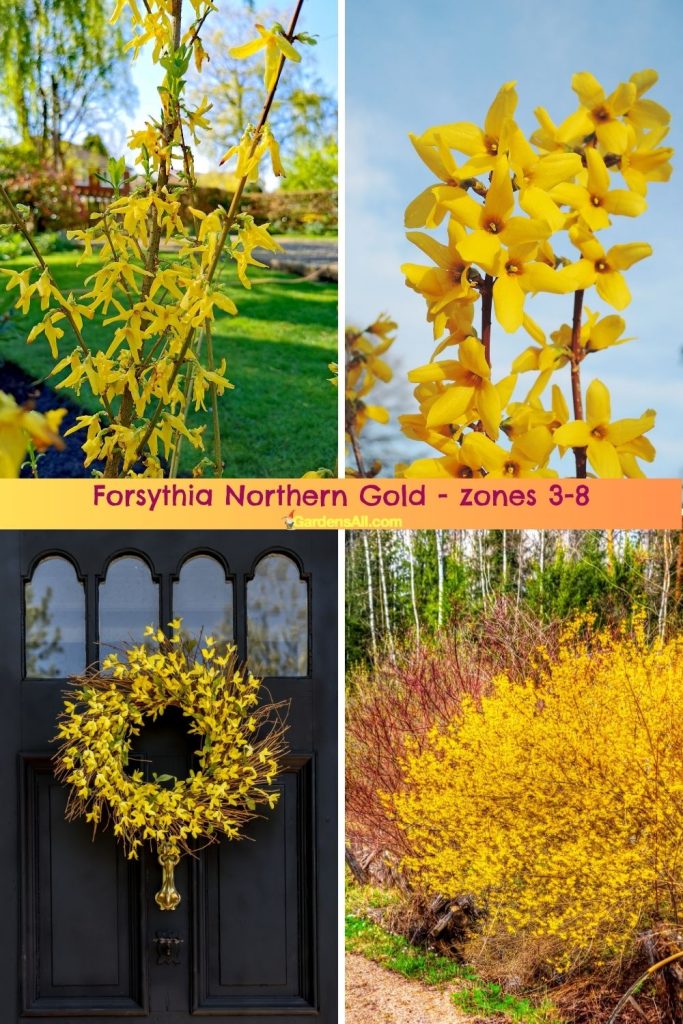 Forsythia 'Northern Gold' - hardy from zones 3-8