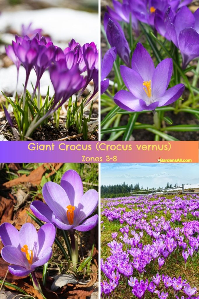 Giant crocus (crocus vernus) zones 3-8.