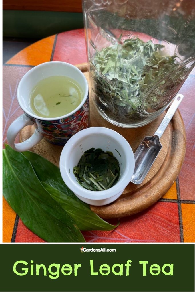 Steeped ginger leaf tea pictured with fresh and dried ginger leaves.
