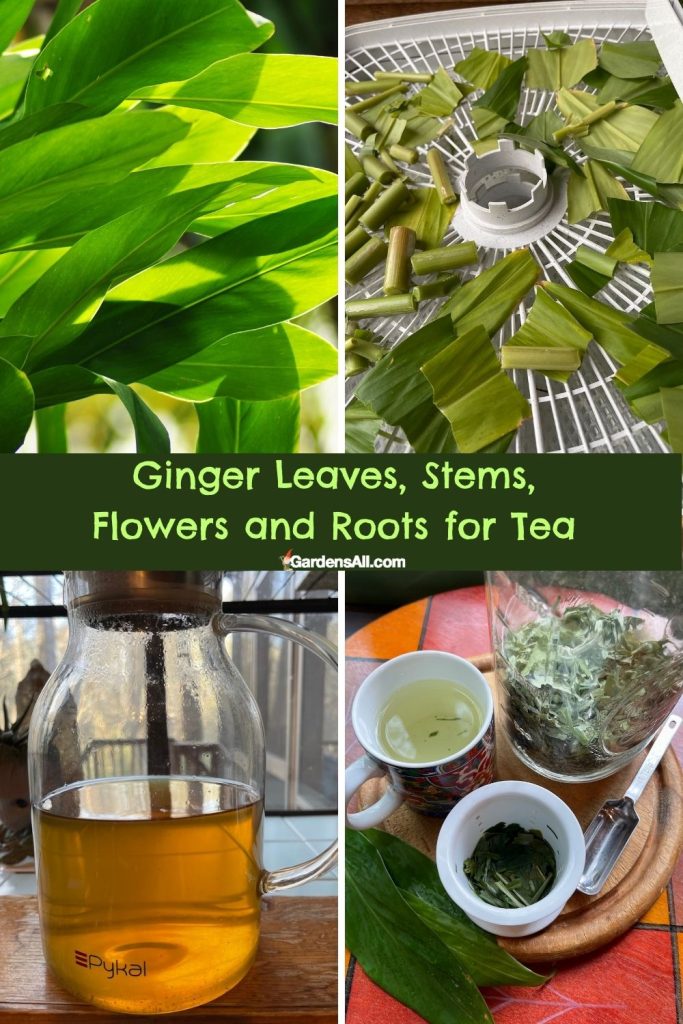 Ginger leaves: fresh, dehydrating, and as tea. Image by GardensAll.com