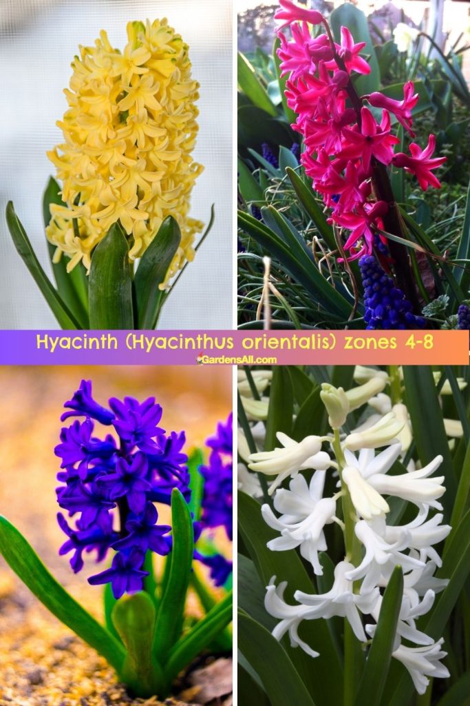 Hyacinth (Hyacinthus orientalis)-zones 4-8