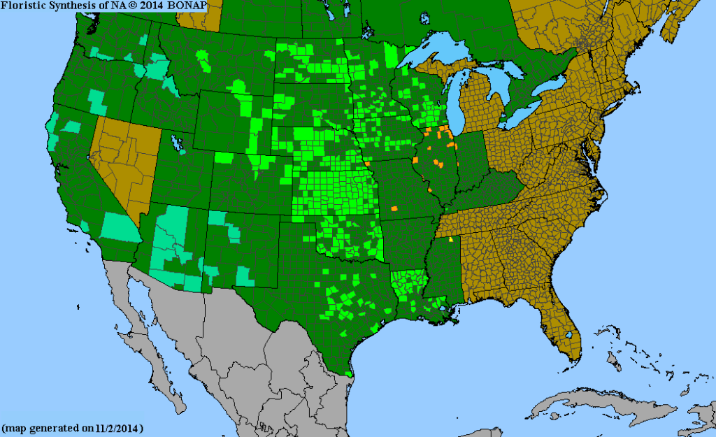 Wild lettuce - Louisiana Lettuce, (Lactuca ludoviciana, AKA Lactuca campestris), grows in the green areas of this map.