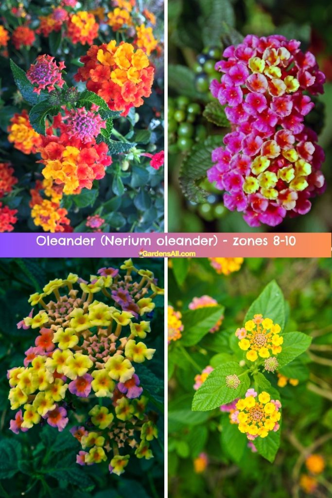 Lantana (Lantana camara) zones 8-11