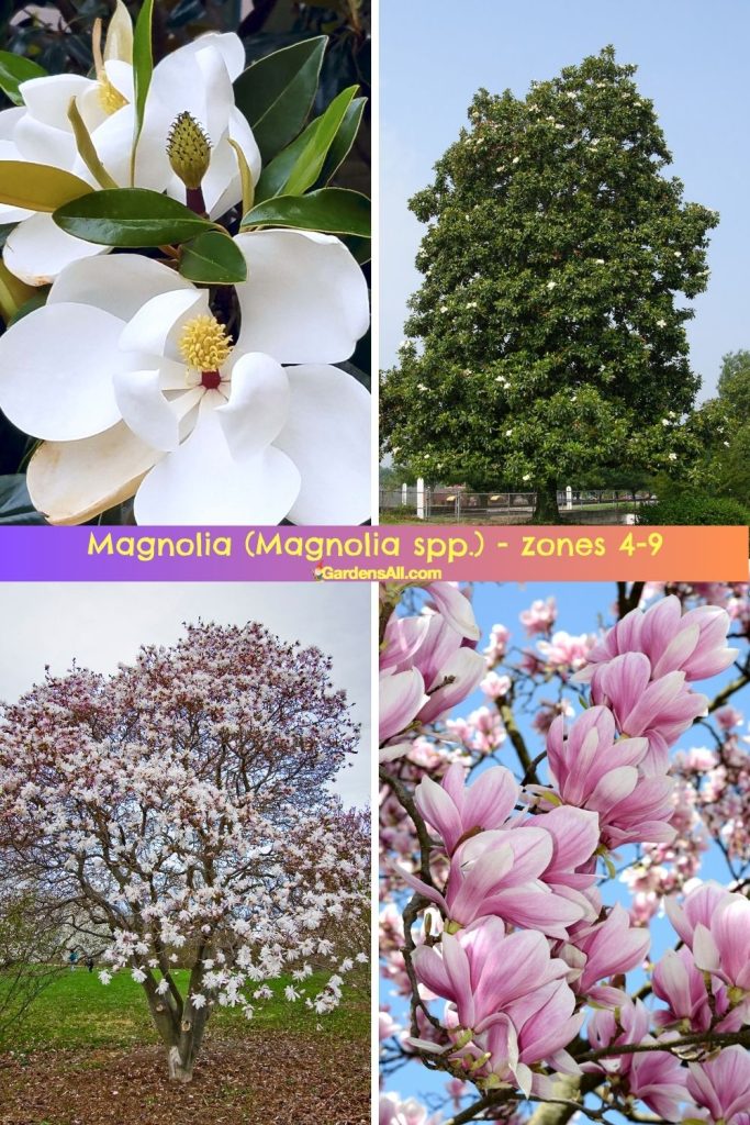 Magnolia (Magnolia spp) zones 4-9