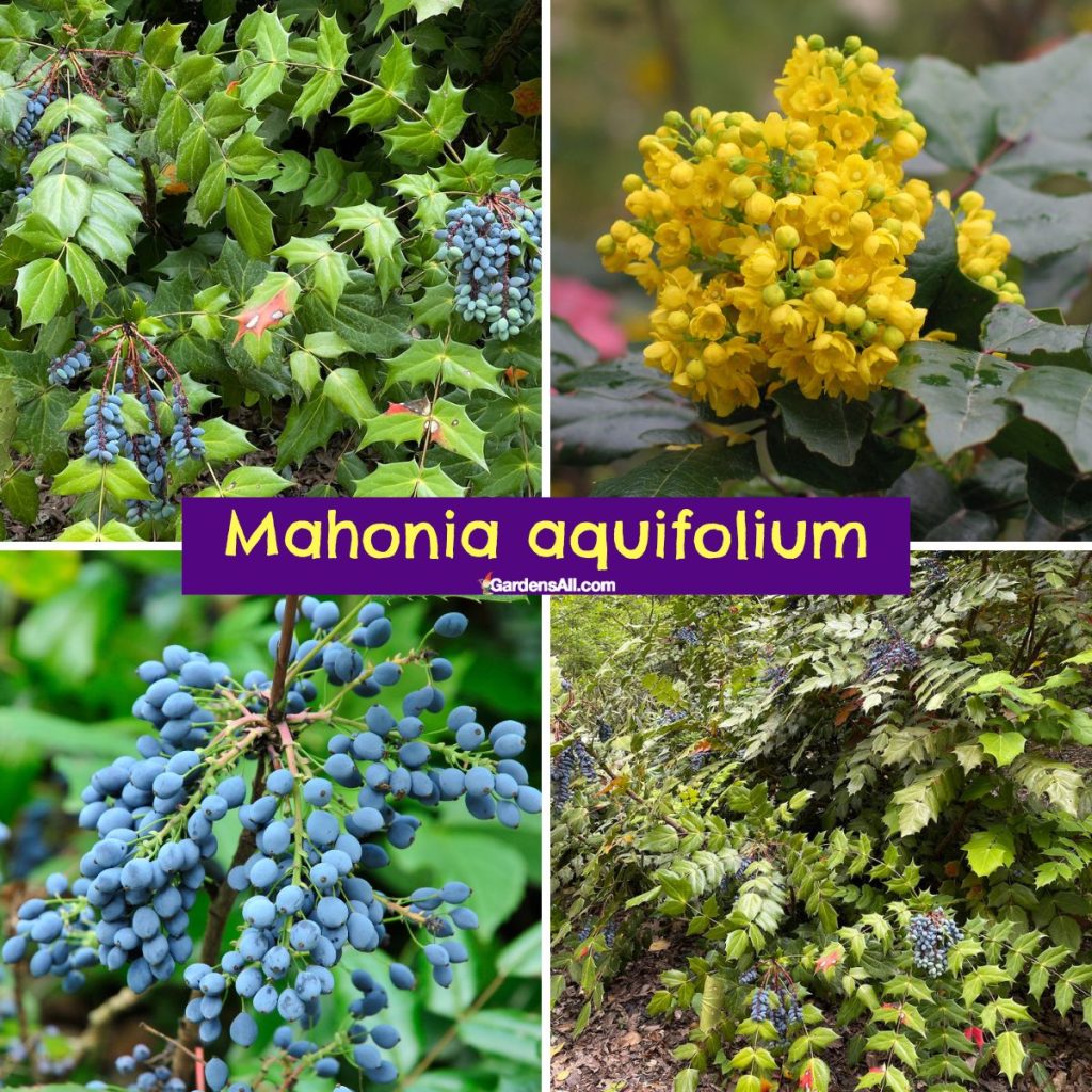 Mahonia Aquifolium Plant an Easy Ornamental Fruiting Shrub GardensAll