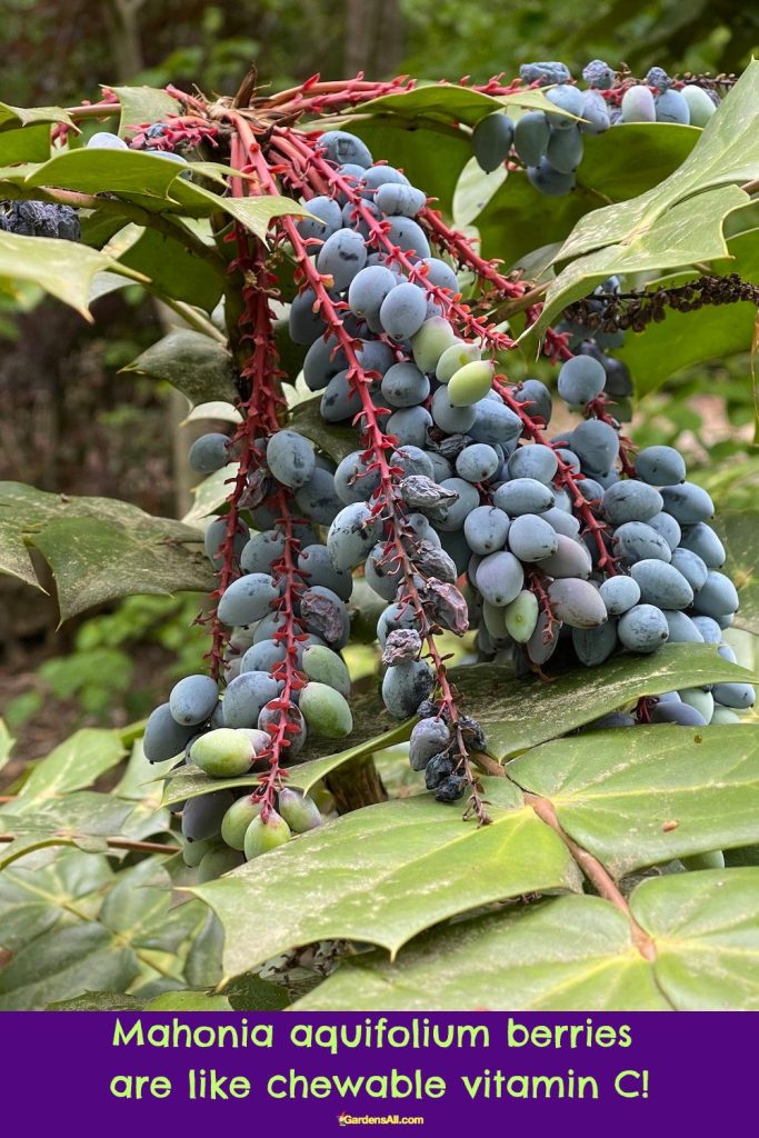 Mahonia aquifolium berries are like chewable vitamin C
