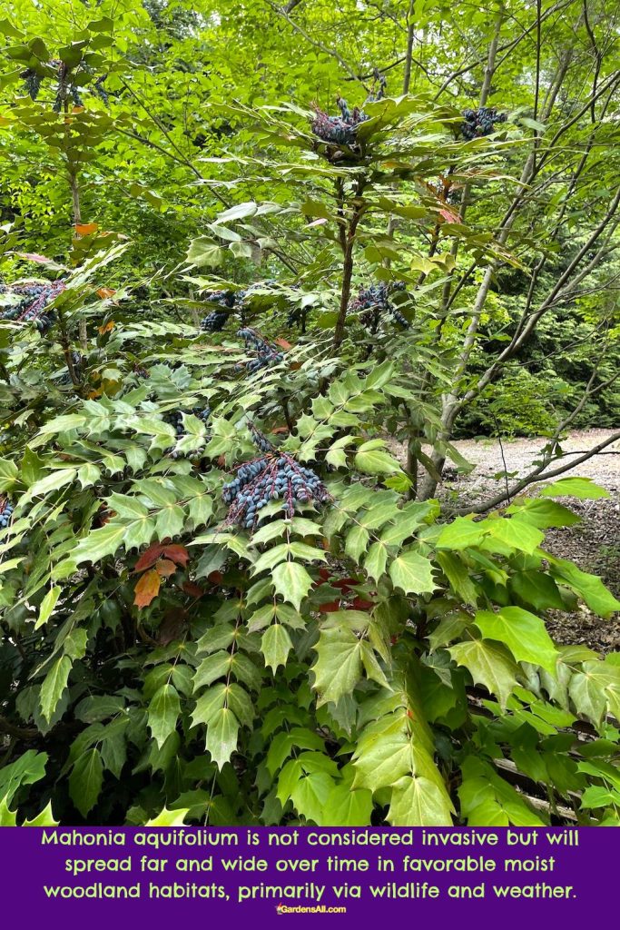 Mahonia aquifolium is not considered invasive, but can spread far and wide.