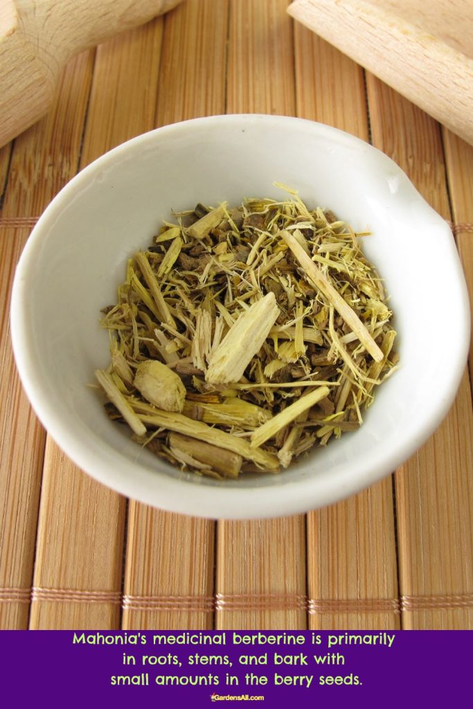 Mahonia's medicinal berberine is primarily in roots, stems, and bark.