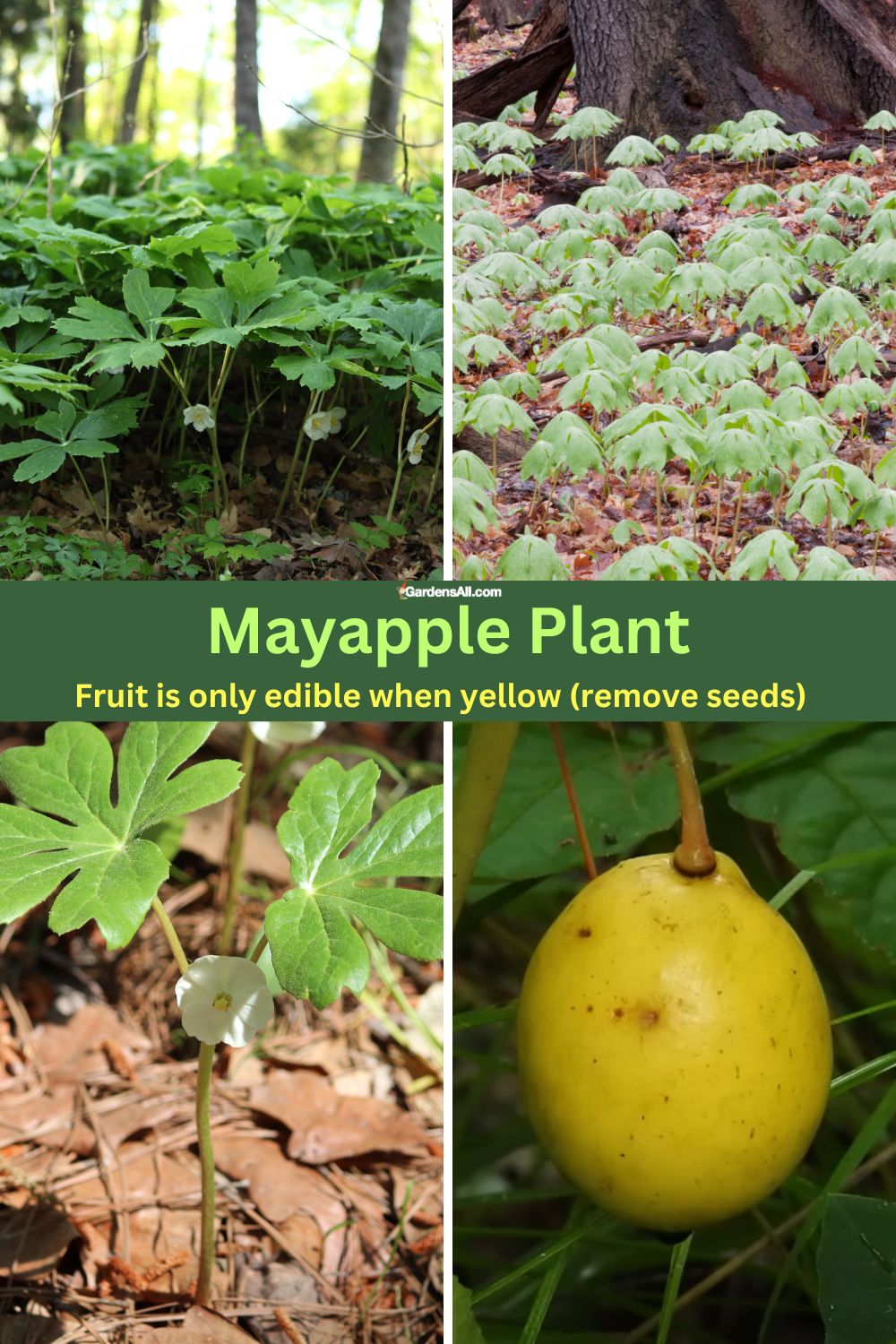 The Mayapple Plant Graces Woodlands in Spring GardensAll