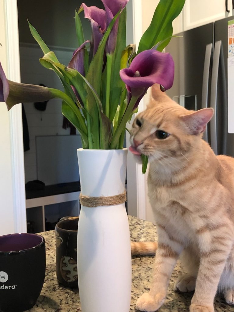 Noodles gets into everything and puts everything in his mouth like a toddler and chews everything like a puppy!