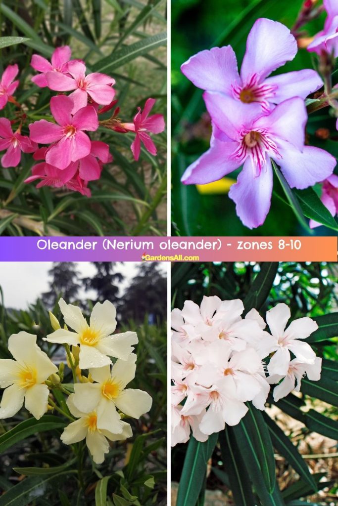 Oleander (Nerium oleander) zones 8-10