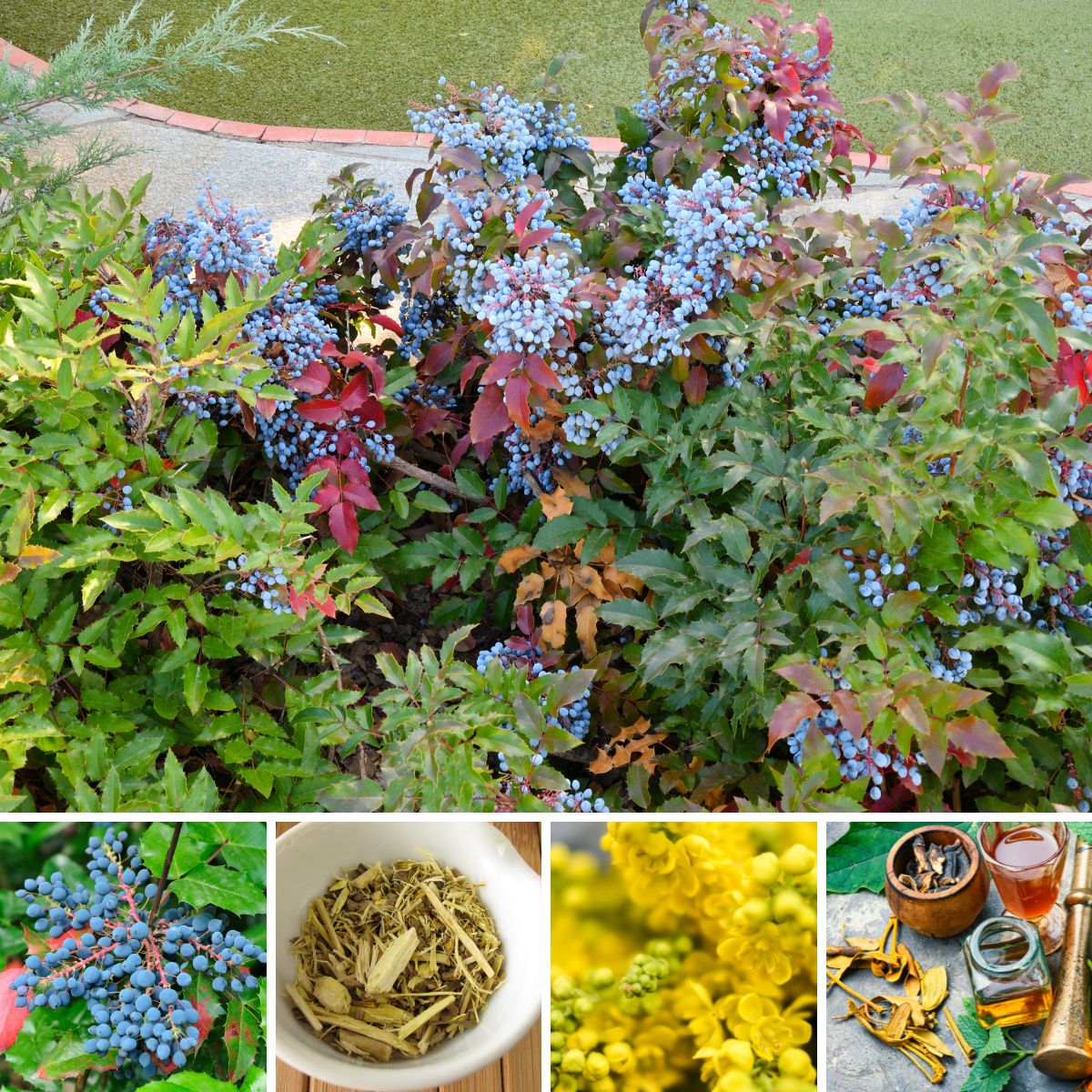 Oregon Grape Benefits for Health and More GardensAll