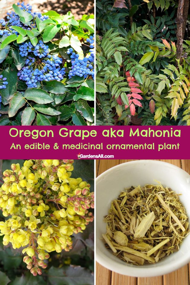 Oregon Grape Benefits for Health and More GardensAll