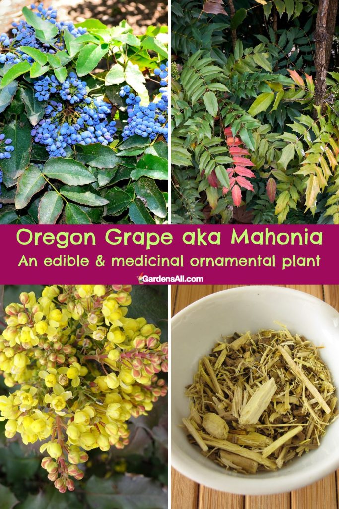 Oregon Grape aka Mahonia is an edible & medicinal ornamental plant.