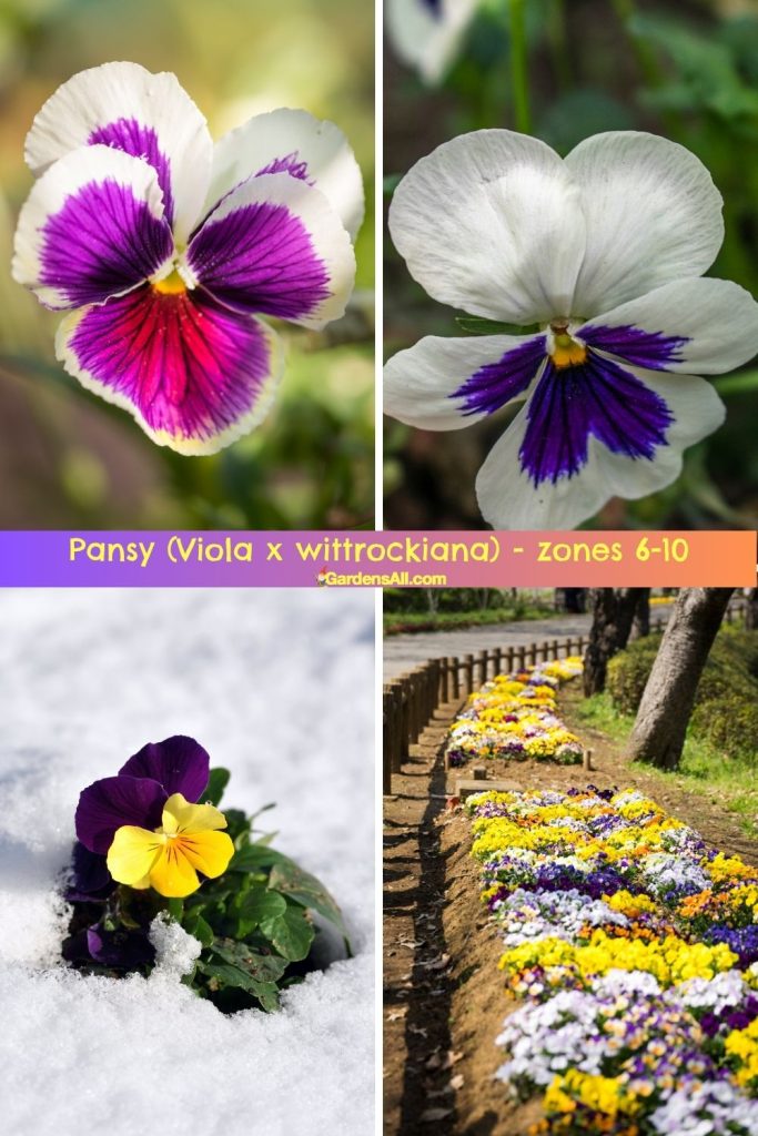 Pansy (Viola x wittrockiana) for zones 6-10