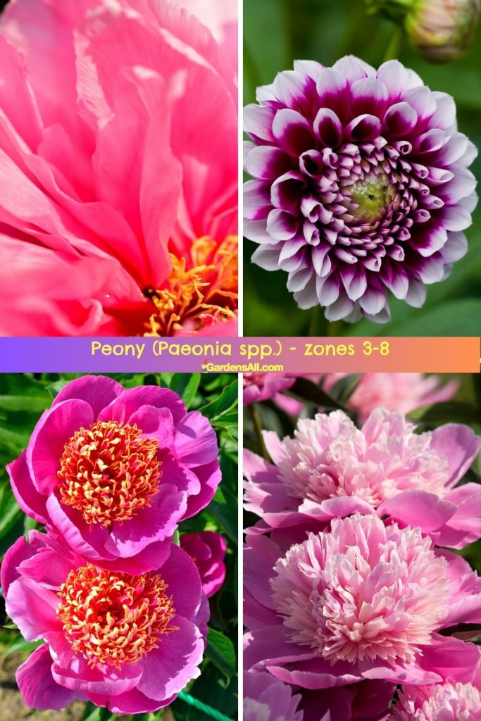 Peony (Paeonia spp.) zones 3-8