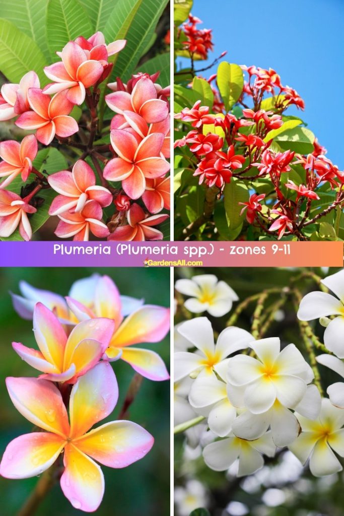 Plumeria (Plumeria spp.) - zones 9-11