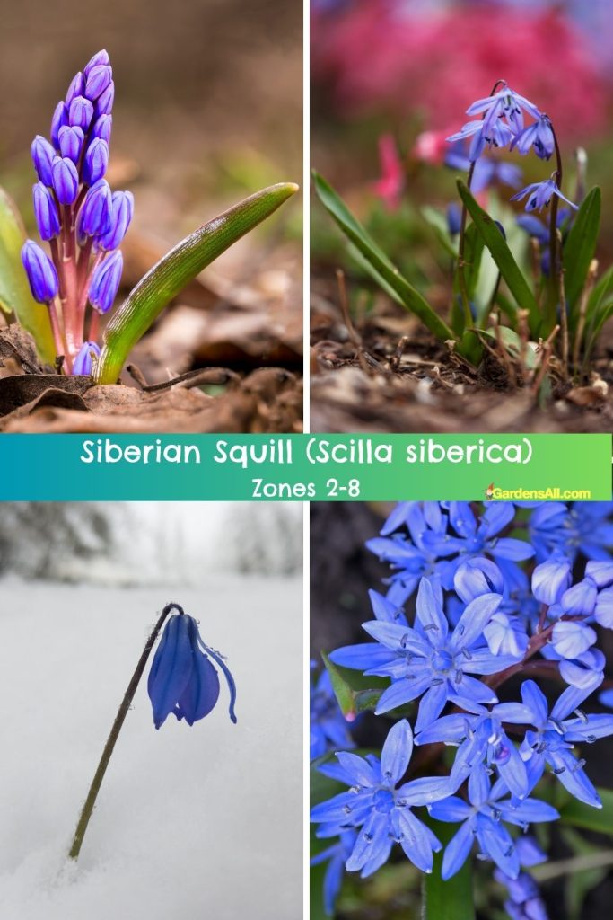 Siberian Squill (Scilla siberica) Zones 2-8