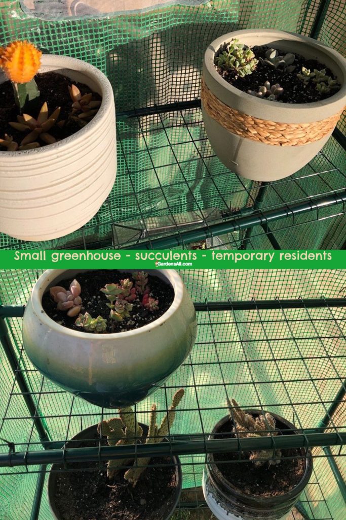 Greenhouses are too humid for succulents, but it can be a short term colder weather solution.