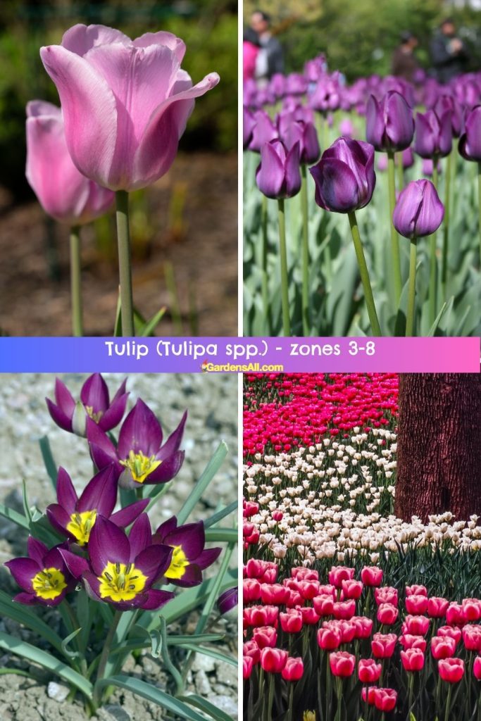 Tulip (Tulipa spp.) ones 3-8