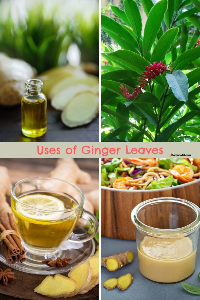 Benefits and Use of Ginger Leaves Good to Know and Grow