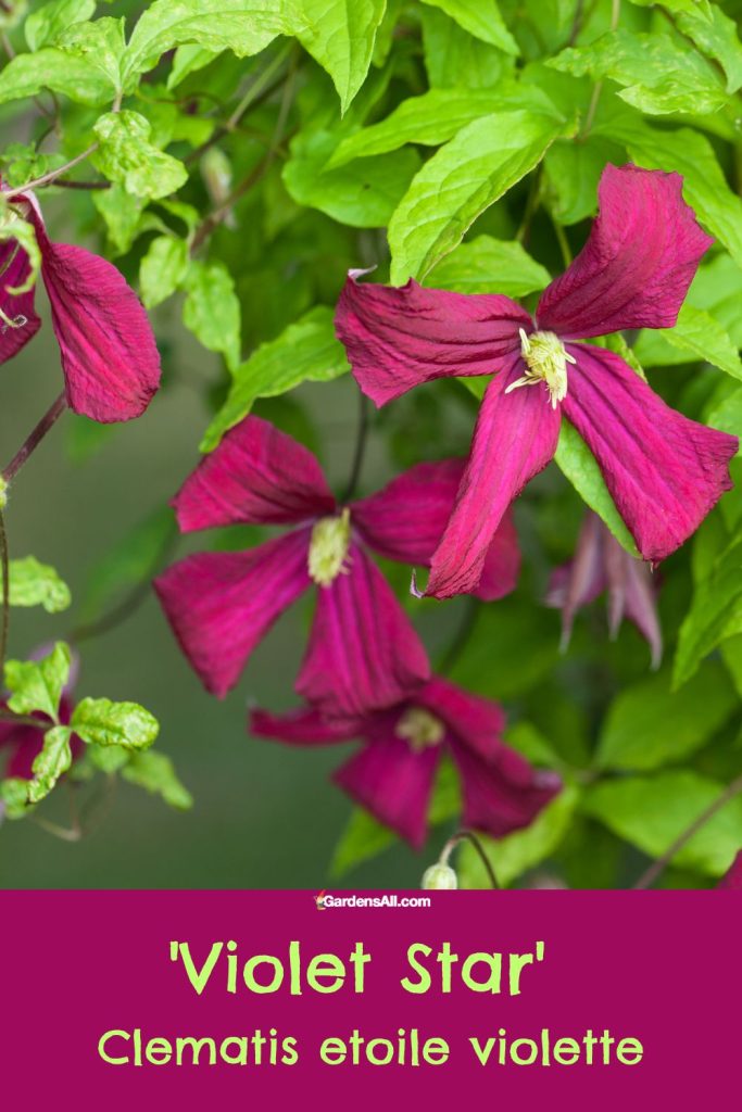 Violet star clematis - Clematis Etoile violette