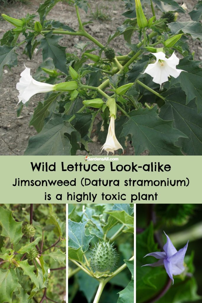 Wild Lettuce Look-alike, Jimsonweed Datura stramonium