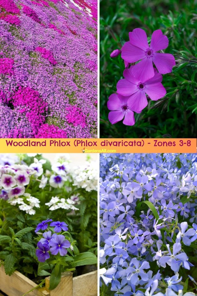 Woodland Phlox (Phlox divaricata) for zone 3-8