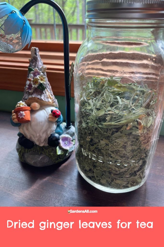 Dried ginger leaves for tea, pictured with sweet garden gnome.