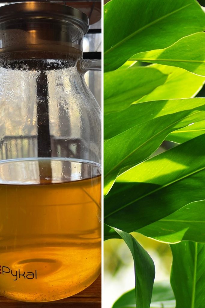 Ginger leaf tea in pitcher plus ginger plant leaves.