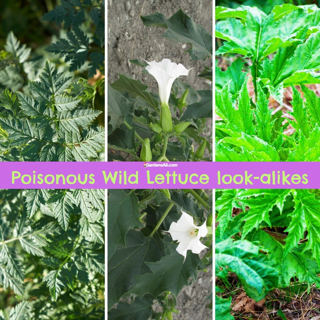 Wild Lettuce Look Alikes That Are Poisonous And Non Poisonous To Know wild-lettuce-look-alikes-that-are-poisonous-and-non-poisonous-to-know