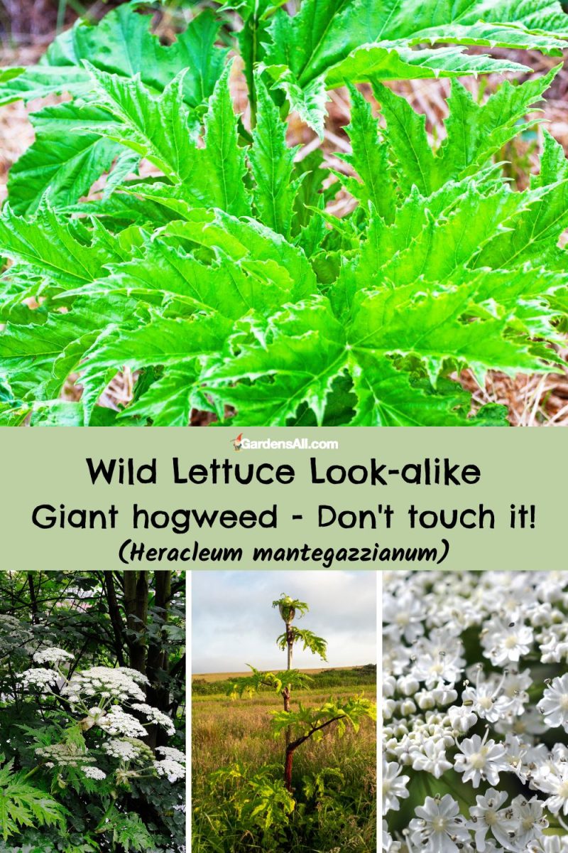 Wild Lettuce Look Alikes That Are Poisonous and NonPoisonous to Know