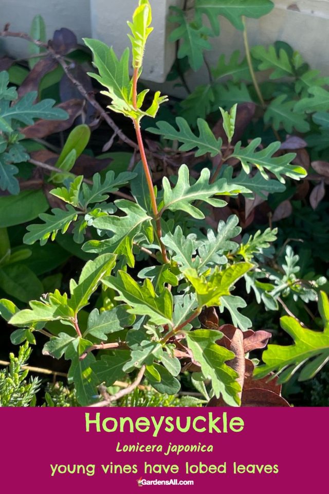 Honeysuckle Benefits & Uses Are More Than Sweet Fragrance and Nectar