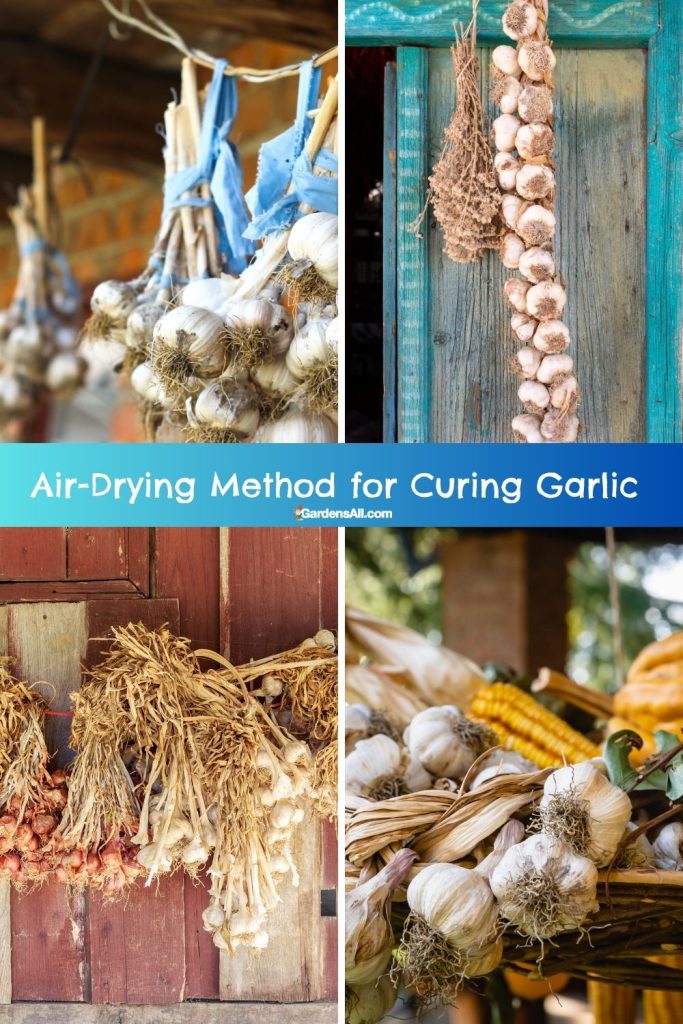 There are many ways to air-dry garlic for curing.