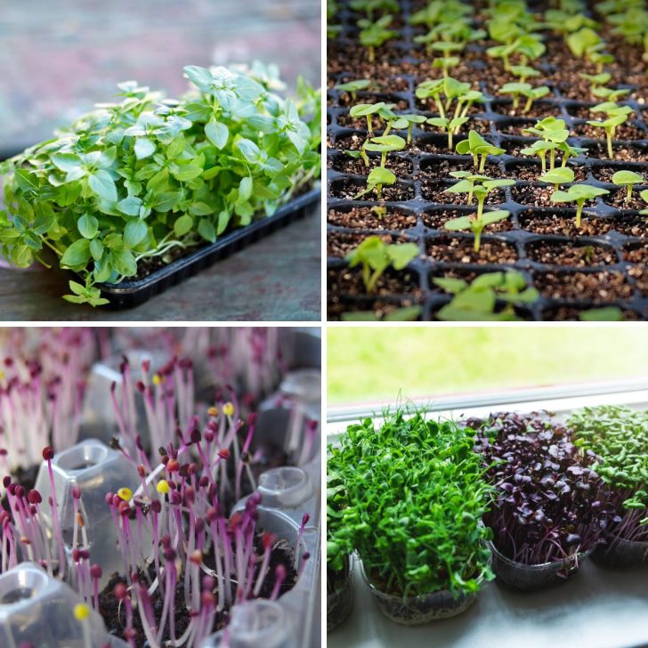 Growing basil Microgreens on growing tray