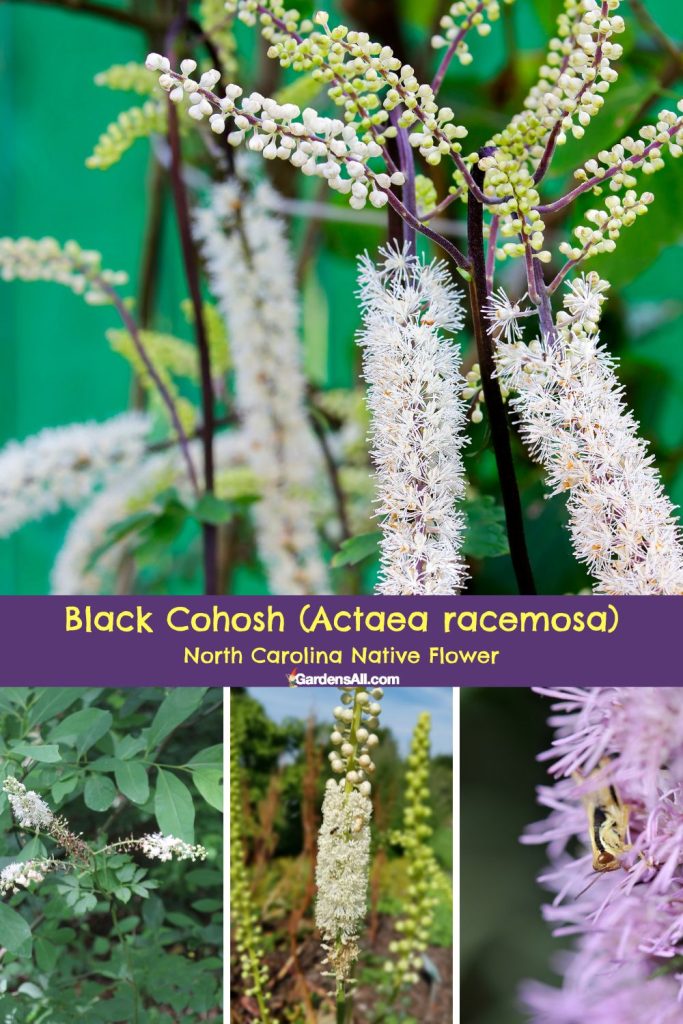 Black Cohosh (Actaea racemosa), Native flower of North Carolina