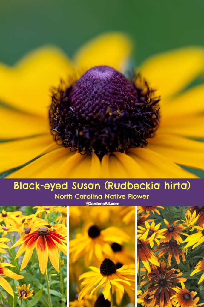Black-eyed Susan (Rudbeckia hirta)
North Carolina Native Flower