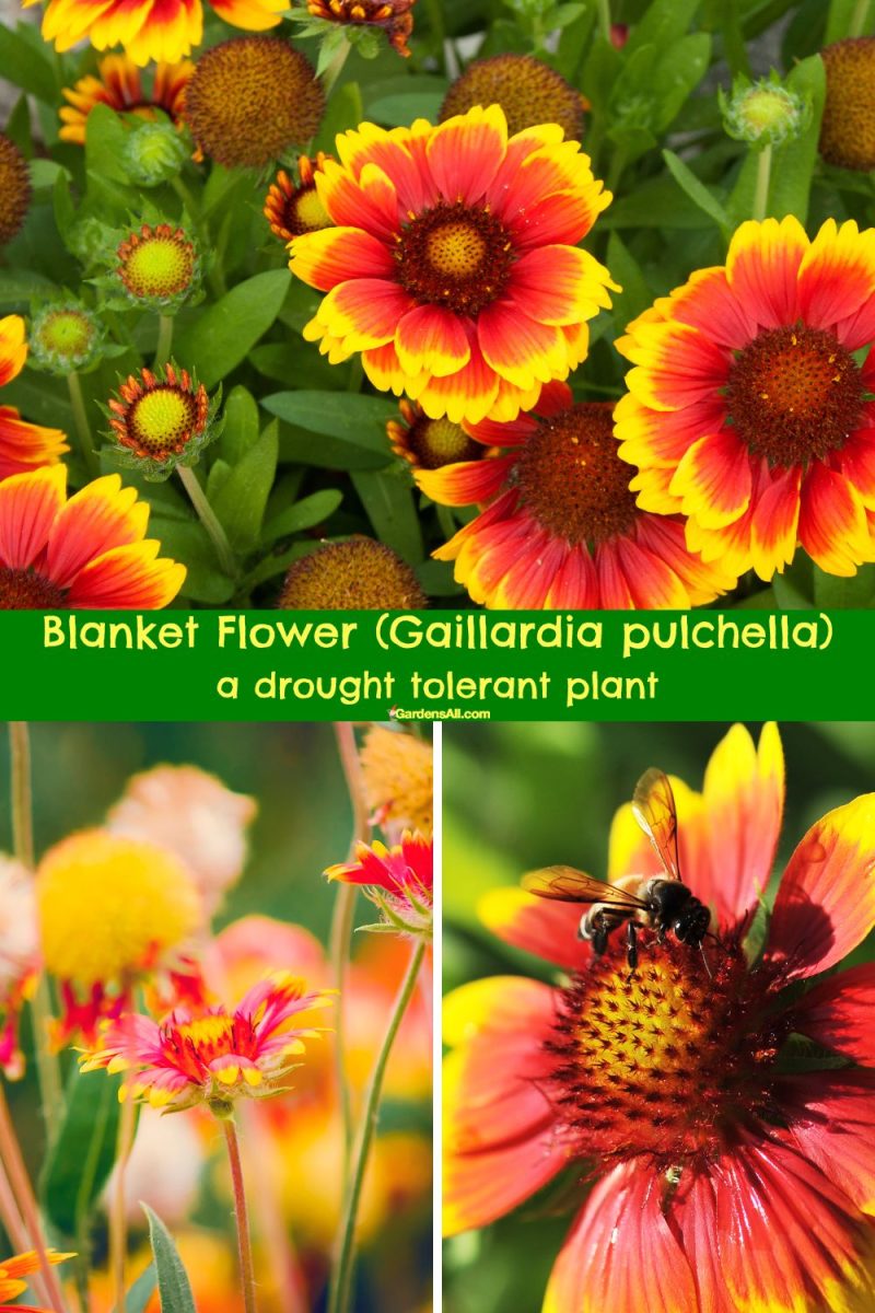 Florida Drought Tolerant Plants, Good for Southern US and Beyond