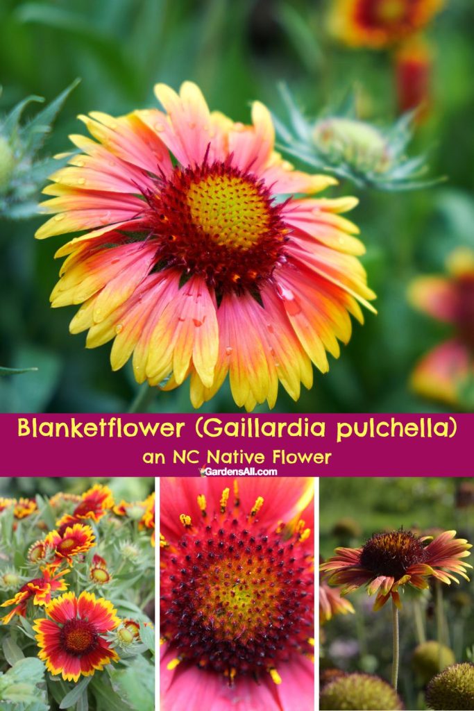Blanketflower Gaillardia pulchella NC native flowers, North Carolina Native Flower.