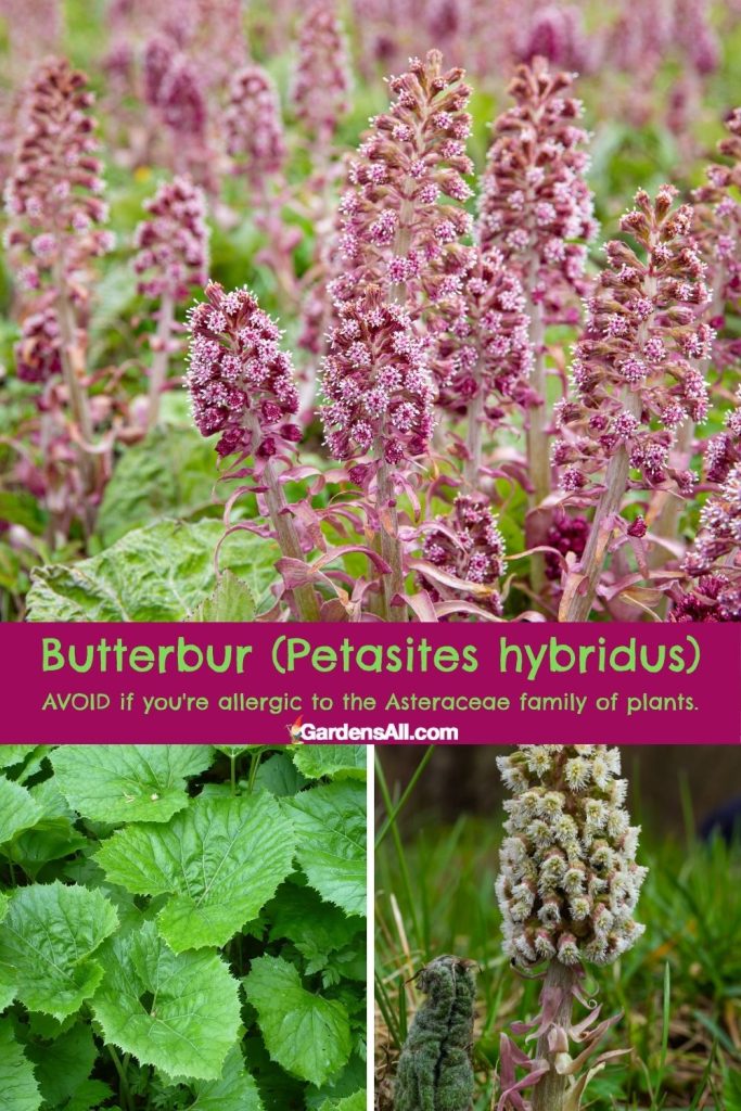 Butterbur Petasites hybridus for SEASONAL ALLERGIES. AVOID if you're allergic to the Asteraceae family.